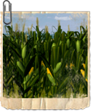 Файл:Кукурузное поле.png